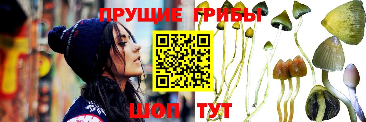 Галлюциногенные грибы Cubensis Кострома